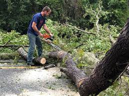 Best Seasonal Cleanup (Spring/Fall)  in Manistique, MI