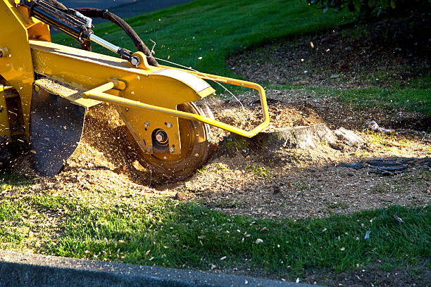 Grass Overseeding in Manistique, MI