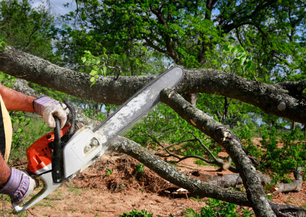 Manistique, MI  Tree Services Company